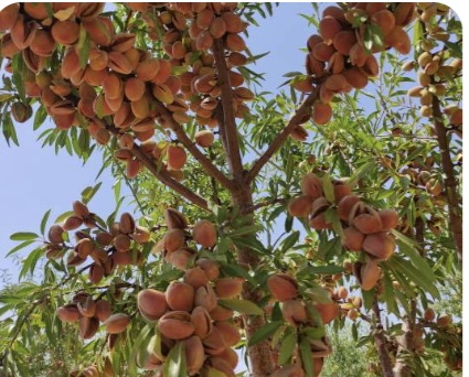 بادام باغی محلی با پوست